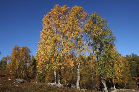 Birch trees at Dundreggan